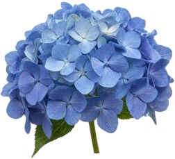 a blue hydra hydra hydra hydra hydra hydra hydra hydra hydra hydra hydra hydra hydra hydra hydra hydra hydra hydra.jpg
